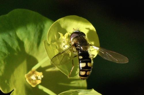 Réf. 280 554 : Epistrophella euchroma